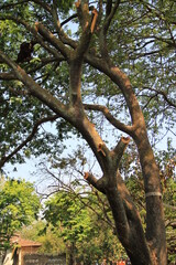 Orangutans are animals from Kalimantan
