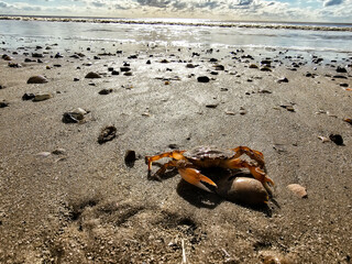 Am Hvidbjerg Strand in Dänemark