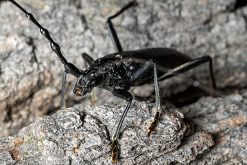 Great Capricorn Beetle - Cerambyx cerdo, beautiful large black beetle from European woodlands and forests, Lednice, Czech Republic.