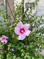pink flowers in the garden