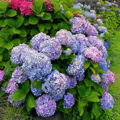 bouquet of lilac