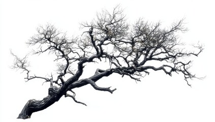 Isolated image of a large, leafless, dark-colored tree with gnarled branches against a white background.