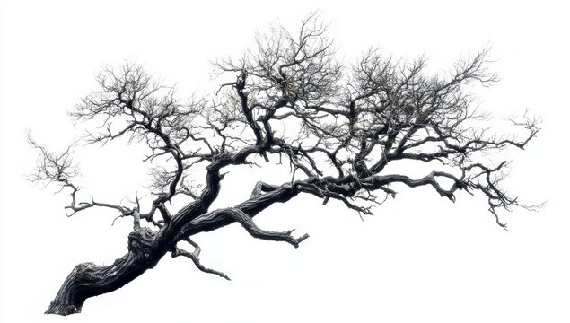 Isolated image of a large, leafless, dark-colored tree with gnarled branches against a white background.