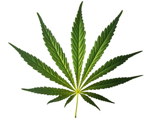 bright green lush one cannabis leaf isolated on transparent background, marijuana leaf cut out, png file with copy space
