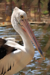 Pelicans have long beaks for catching fish
