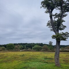 여름 나무와 숲