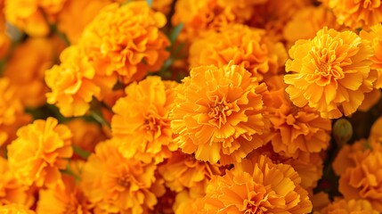 Fototapeta premium marigold seamless pattern wallpaper