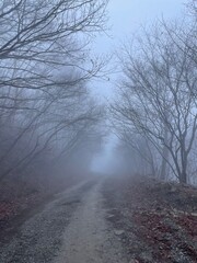 winter road in the fog