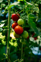tomatoes on the vine