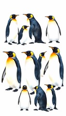 Obraz premium King Penguin Illustration Collection in Watercolor
