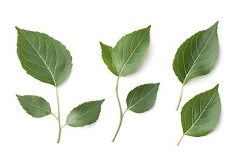 Obraz premium Green leaves framed, isolated on a white spring summer background