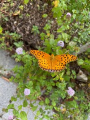 butterfly on a flower