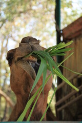 Camels are animals typical of Middle East Asia