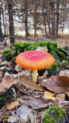 mushroom in the forest