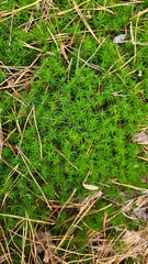 moss on the grass