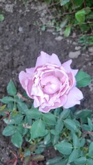 pink rose in garden