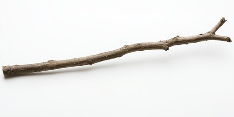 Single dry brown tree branch isolated on white background.