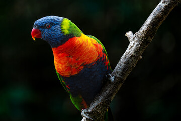 rainbow lorikeet parrot