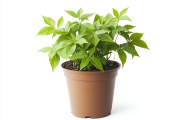 Obraz premium Lush green plant in a brown pot, isolated on white background.