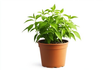 Obraz premium Lush green plant in a brown pot, isolated on white.
