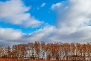 Rural landscape of late autumn. Birch grove with fallen leaves, field, blue sky with running white clouds. Tula region, Russia