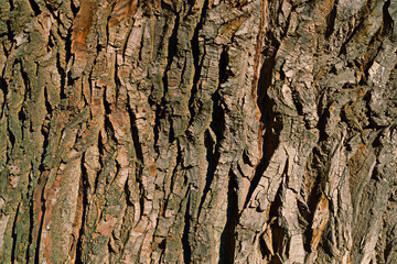 the bark of an old tree with deep cracks and a rich texture of wood bark. Part of a tree in...