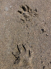 tracker examines footprints of a wild animal, close-up