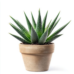 Fototapeta premium Captivating Succulent: A Miniature Oasis on Display