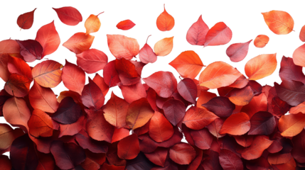 Autumn leaves floating isolated on transparent background.