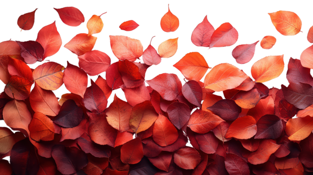 Autumn leaves floating isolated on transparent background.