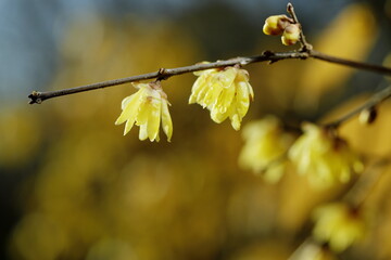 寒空に咲く蠟梅