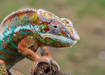 Closeup of lizards
