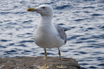 Seagull on the rocks by the sea