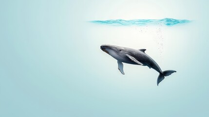 Fototapeta premium Majestic Whale Swimming in Tranquil Blue Water