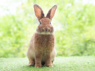 Brown cute rabbit sitting on artificial grass and flowers with green nature background. Lovely action of young rabbit.