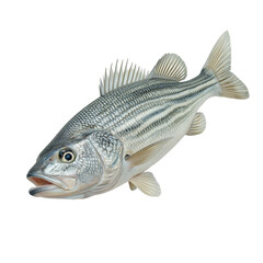 Marine animals fish species. Striped bass swimming against a black background.