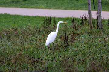 Grande aigrette dans un parc
