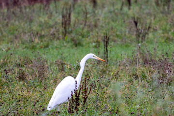 Grande aigrette dans l'herbe