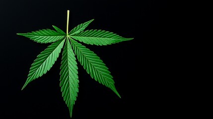 Single vibrant green cannabis leaf isolated on black background.