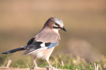 Fauna selvatica Capanno Nisida Poiana