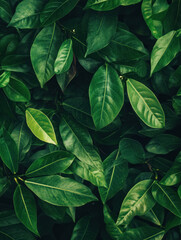 Obraz premium Lush green leaves with vibrant textures create natural and calming background