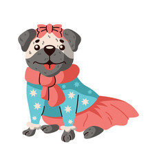 Fototapeta premium Pug-dog wearing funny dress with bow flat color vector character. Dog girl in funny clothing with skirt and scarf illustration on white