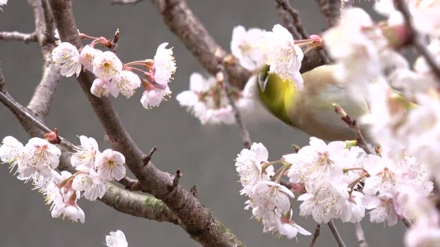 早咲きの桜、桜桃の花蜜を食べるメジロ クローズアップ 4K