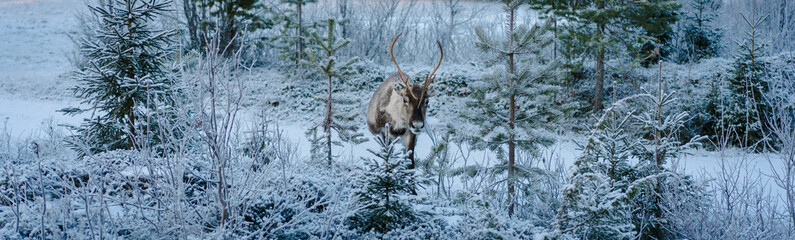 Lapland. Reindeer Grazing in Snow Forest