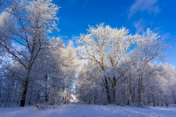 Sunny winter day. Trees covered with snow.  Landscape with trees