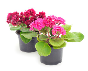  Saintpaulia in a pot.