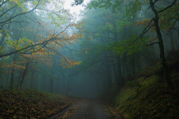mist in the forest
