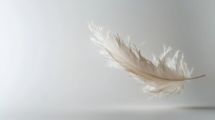 Fototapeta premium Delicate feather hovering softly against a minimalist background