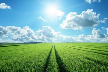 Fototapeta premium Sunny day over vast green field with tire tracks.