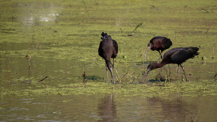 3 of Glossy Ibis in rice filed north of Thailand